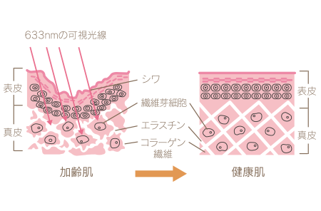 コラーゲンカプセルの役割は？