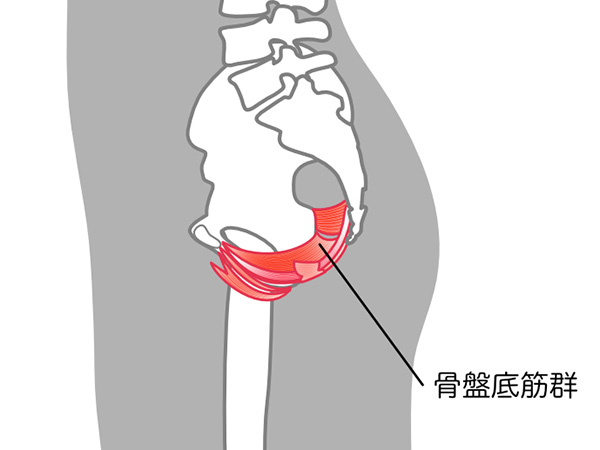 骨盤底筋は、恥骨結合、坐骨、仙骨、尾骨をハンモックのようにつなぎ、膀胱や子宮、直腸を支えるインナーマッスルです。